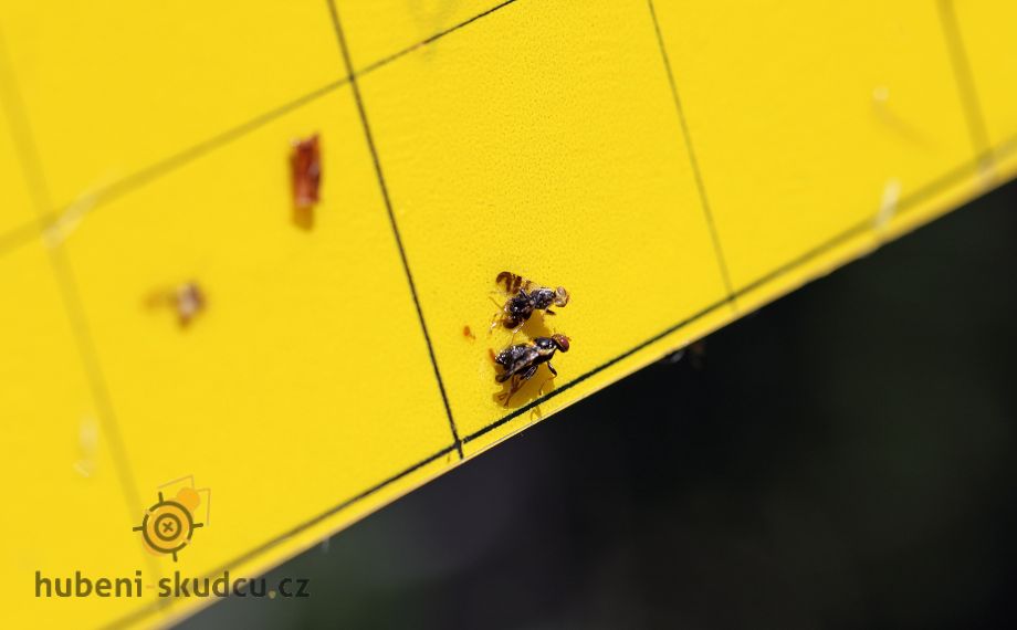 vrtule třešňová přilepená na žlutém lapači